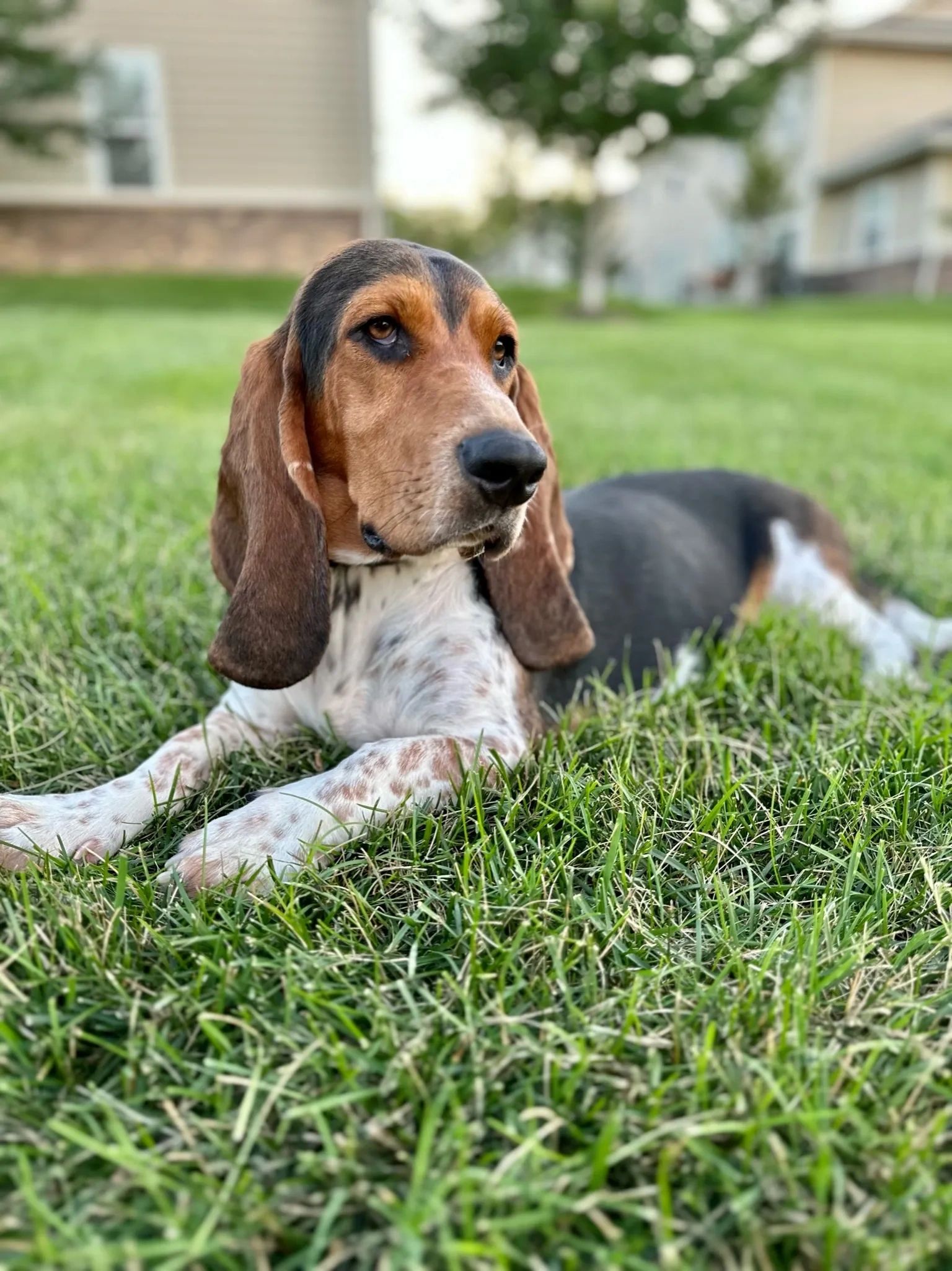 Georgia the Basset Hound