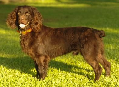 R D Boykin Spaniels Boykin Spaniel Boykin Training Puppies