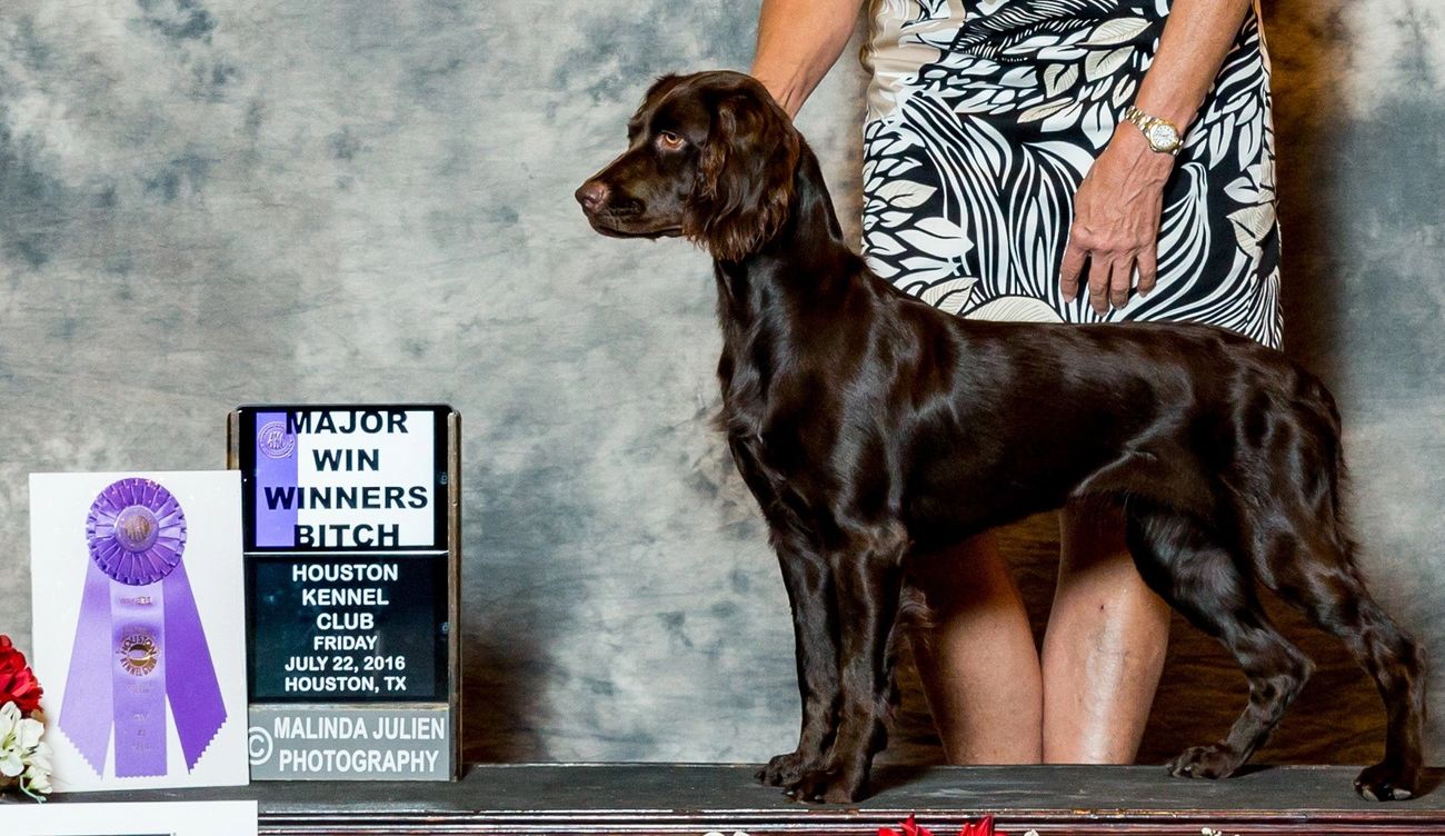 R D Boykin Spaniels Boykin Spaniel Boykin Training Puppies