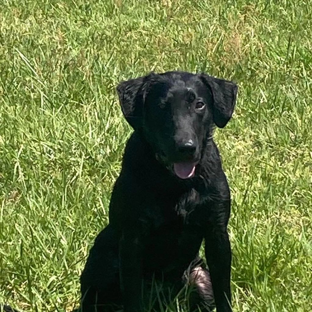 Archey Fork’s Nitty Gritty