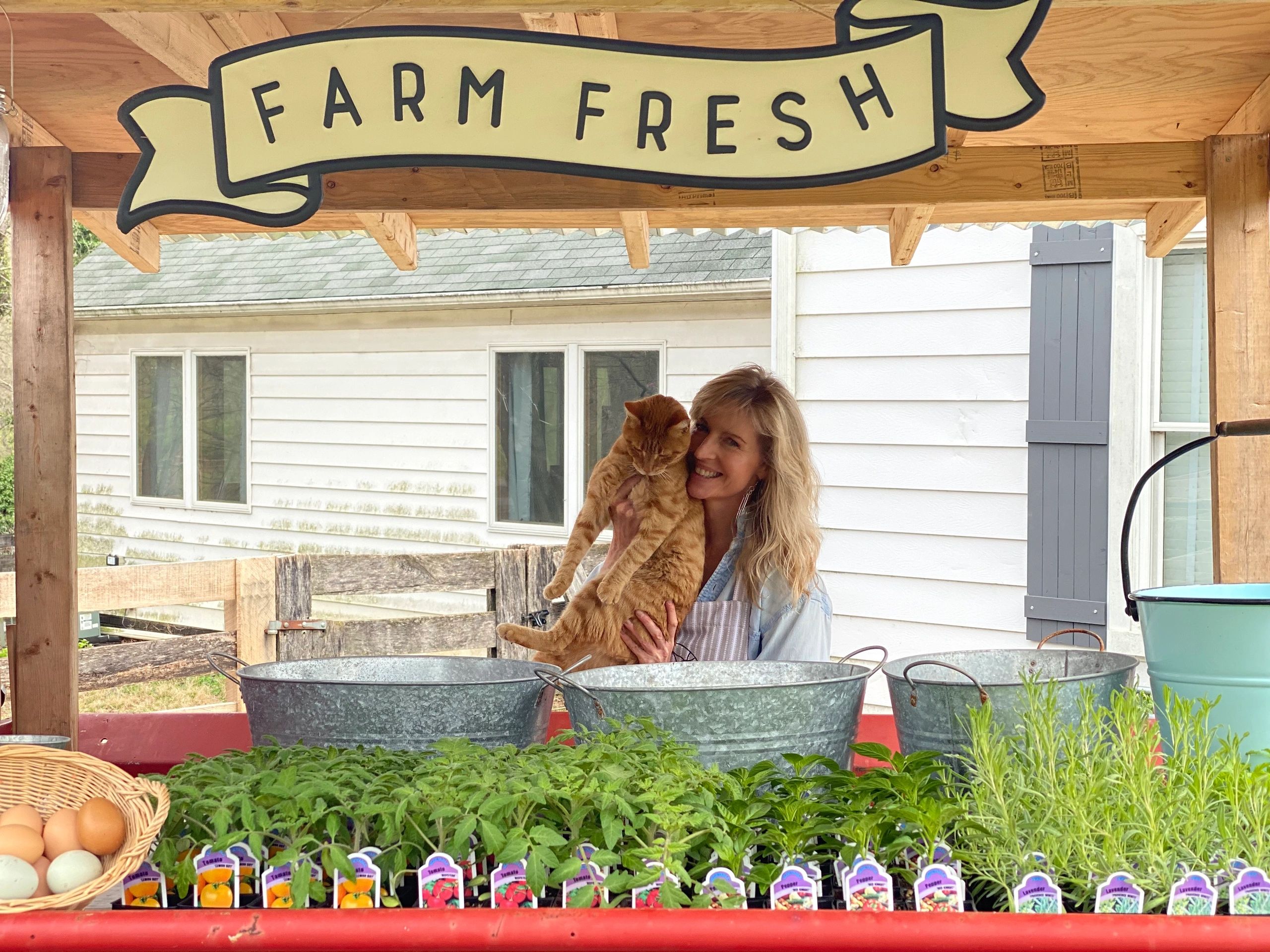 the farm stand by amy clipston the farm stand by amy clipston