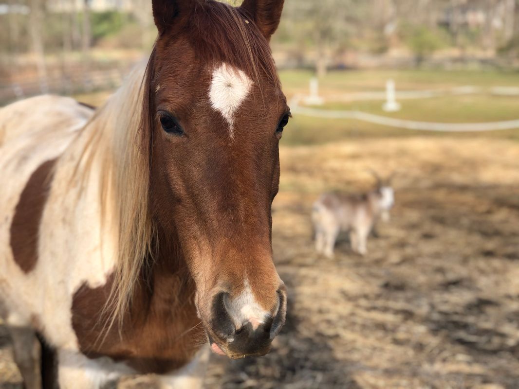 Wishing Star Farm Wellness Center Life Coaching Farm