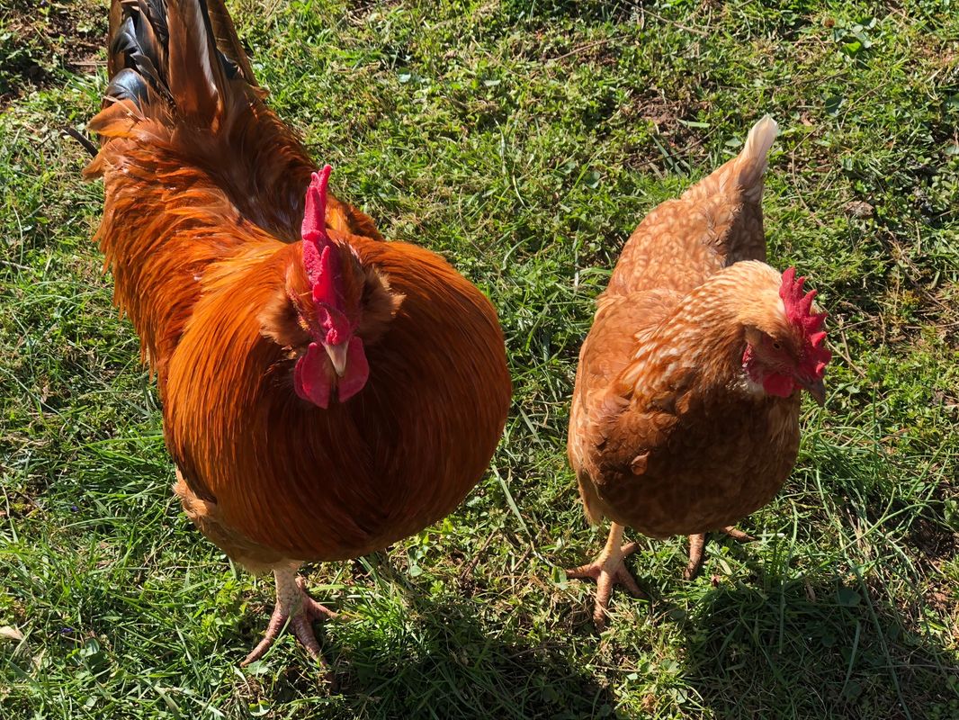 Wishing Star Farm Wellness Center Life Coaching Farm