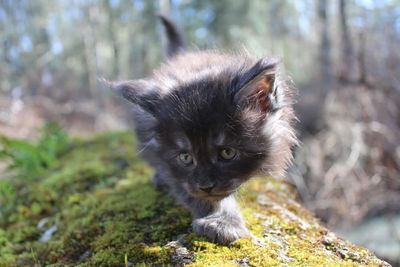 A fluffy black kitten exploring a mossy log outdoors.