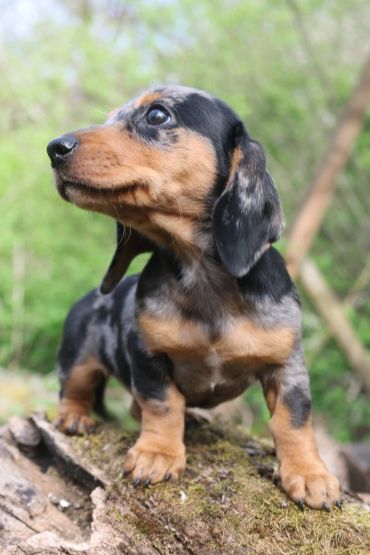 Cute dachshund puppy with a curious expression outdoors.