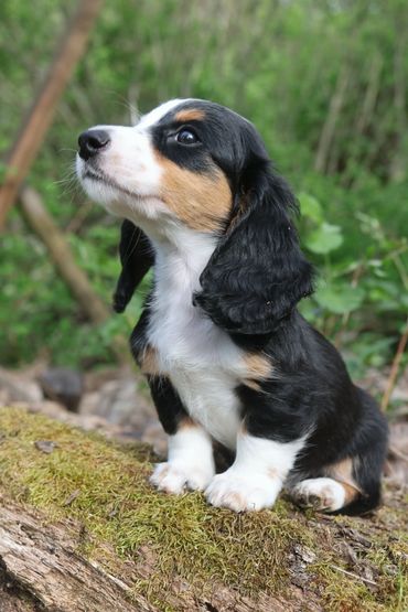 A tricolor puppy sitting on a mossy log outdoors.