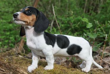 A black and white dachshund puppy standing on a mossy log outdoors.