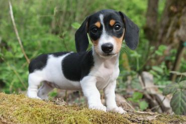 A small black and white puppy stands on moss outdoors.