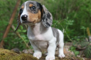 A cute dachshund puppy standing outdoors on mossy ground.