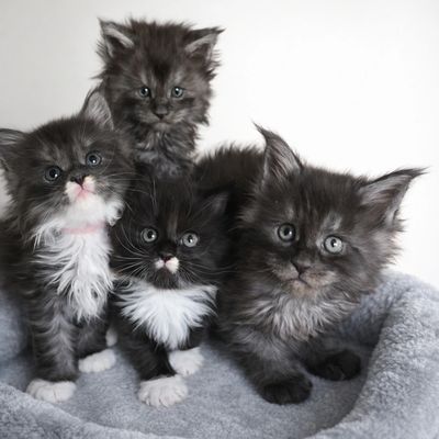 Four fluffy gray and black kittens with white markings sitting together.