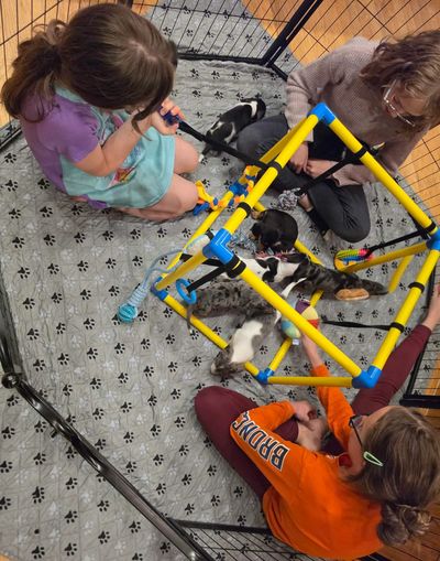 Three people playing with puppies inside a playpen.
