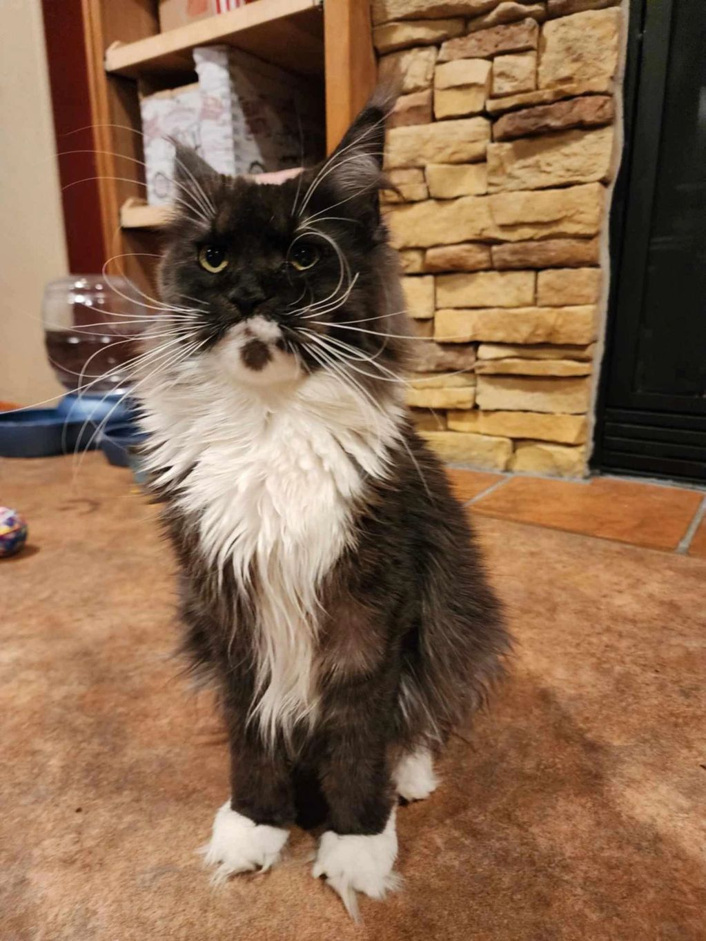 Fluffy black and white cat with striking whiskers sitting indoors.