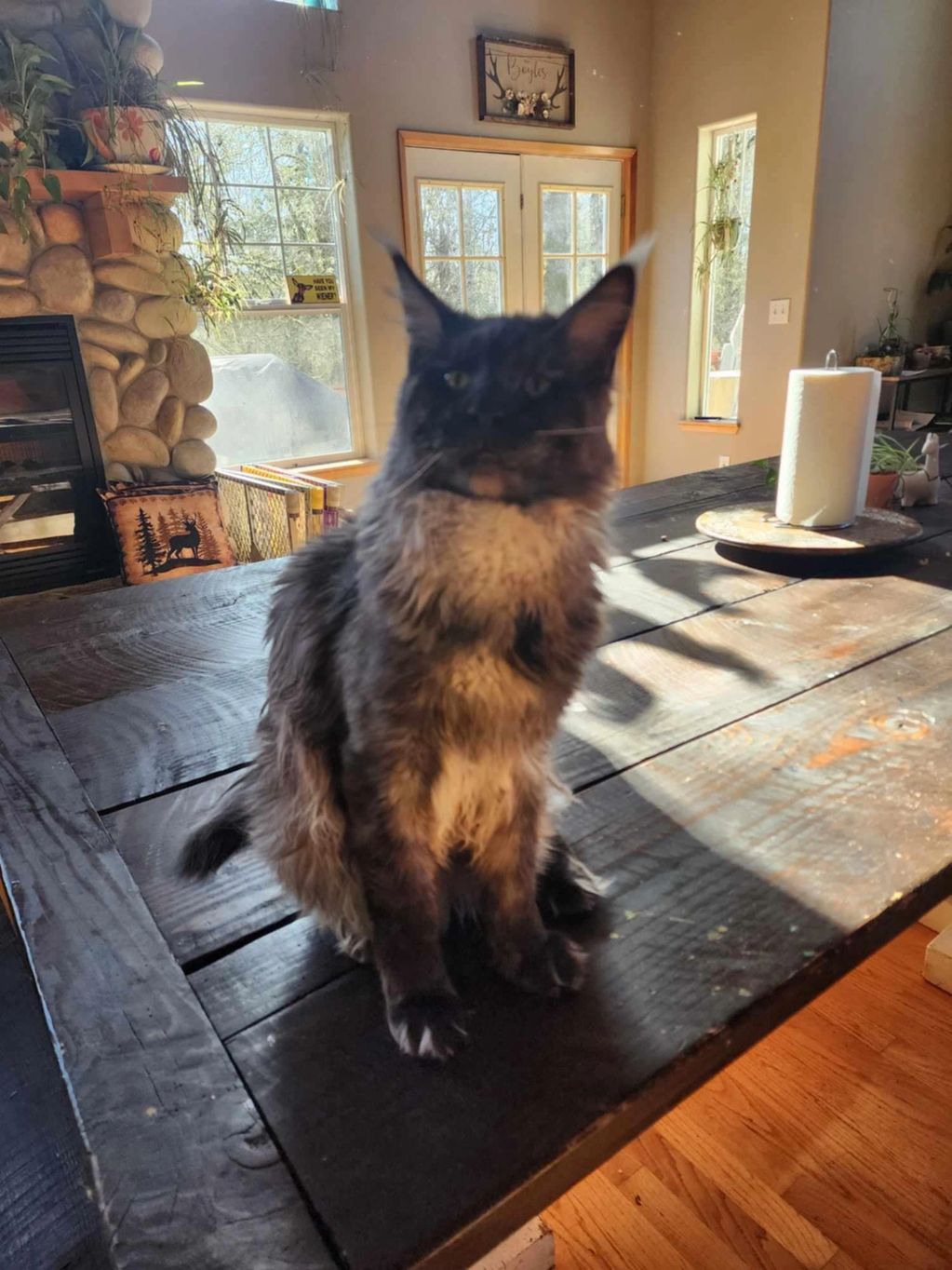Fluffy black and white cat sitting on a wooden dining table in sunlit room.