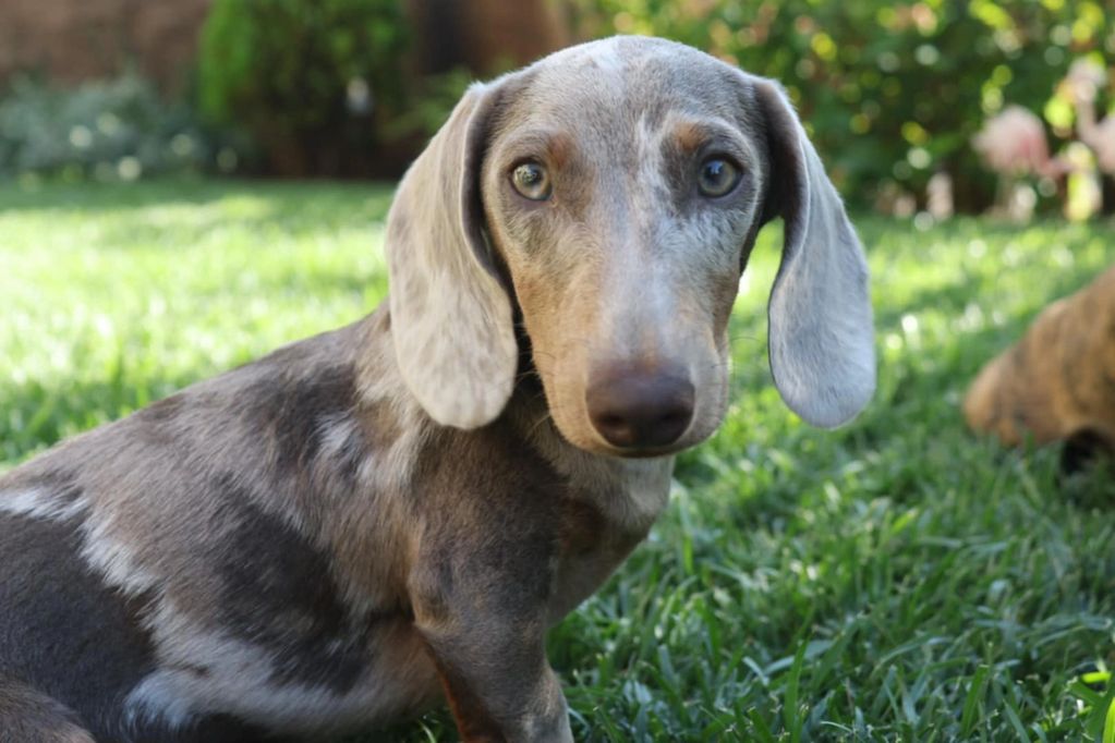A close-up of a dapple dachshund sitting on grass.
