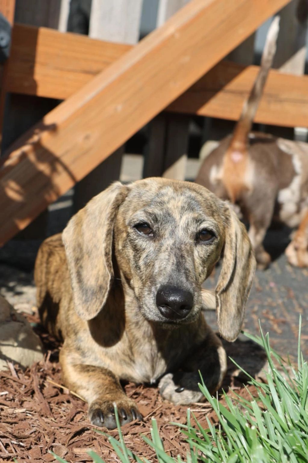 Brindle dachshund relaxing in the sun near a wooden fence.