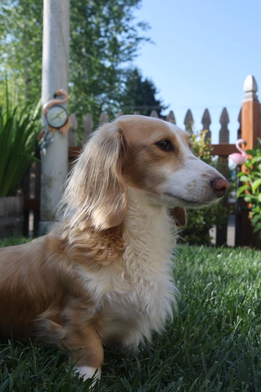 A fluffy dog sitting on green grass in a sunny backyard.