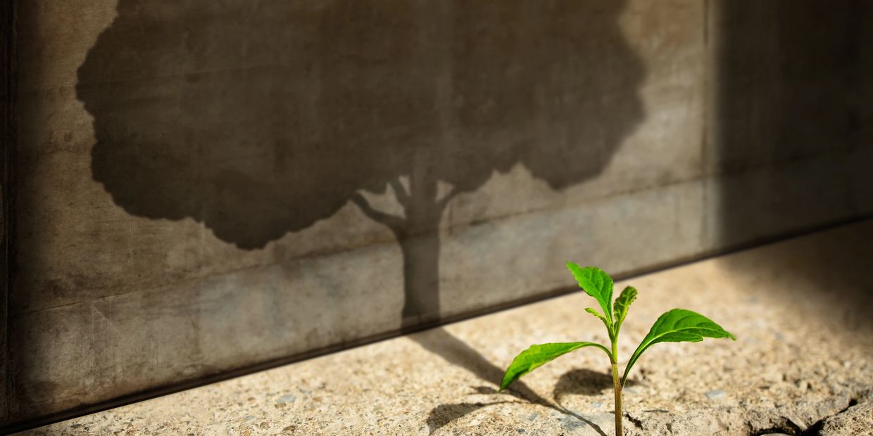 Small plant casting a large tree shadow on a wall.