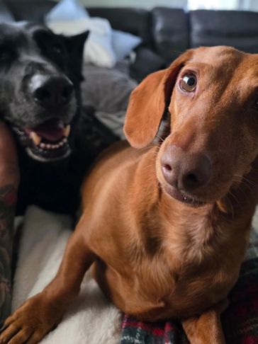 A close-up of a curious brown dachshund with a black dog in the background.