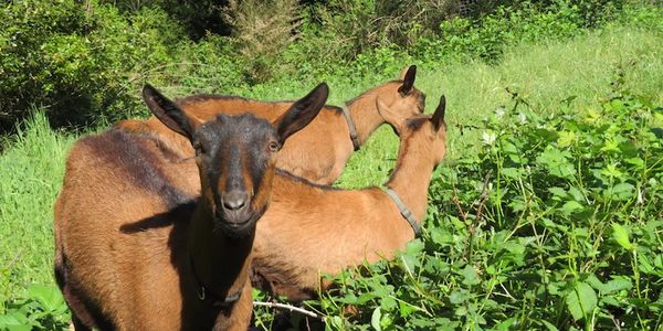 Bonny Doon goats