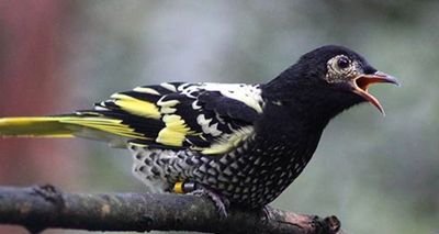 Photo of the Regent Honeyeater