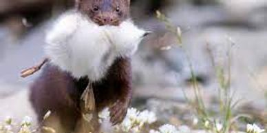 mink with chick in its mouth