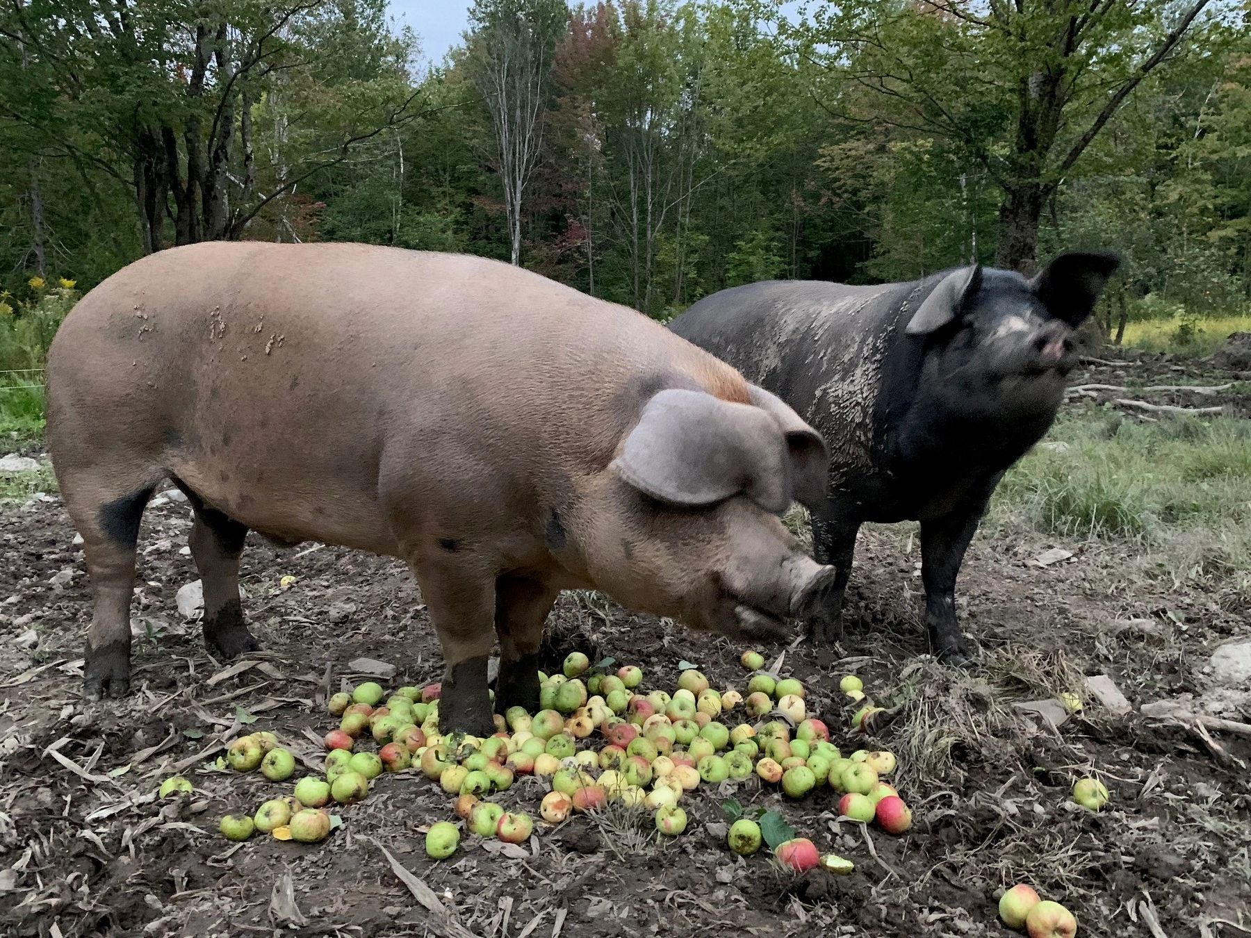 Premiers cochons élevés à la Ferme Terra Carne