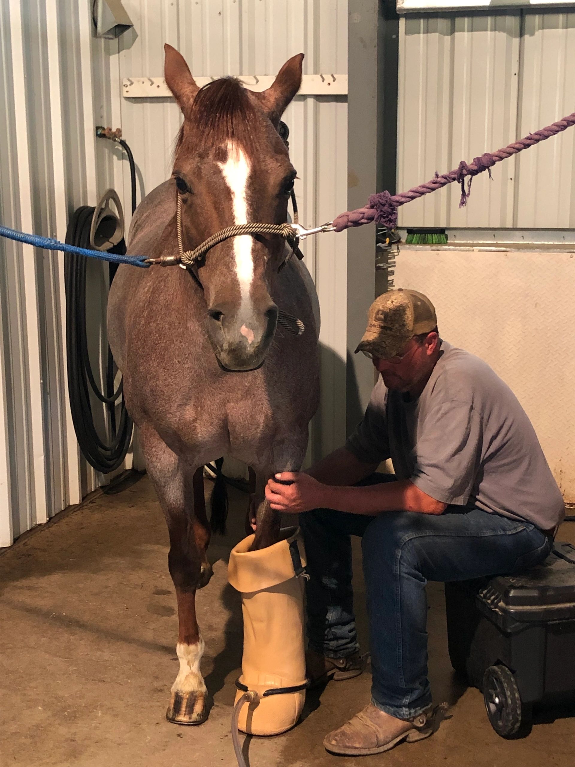 Abby is receiving an ice boot treatment!