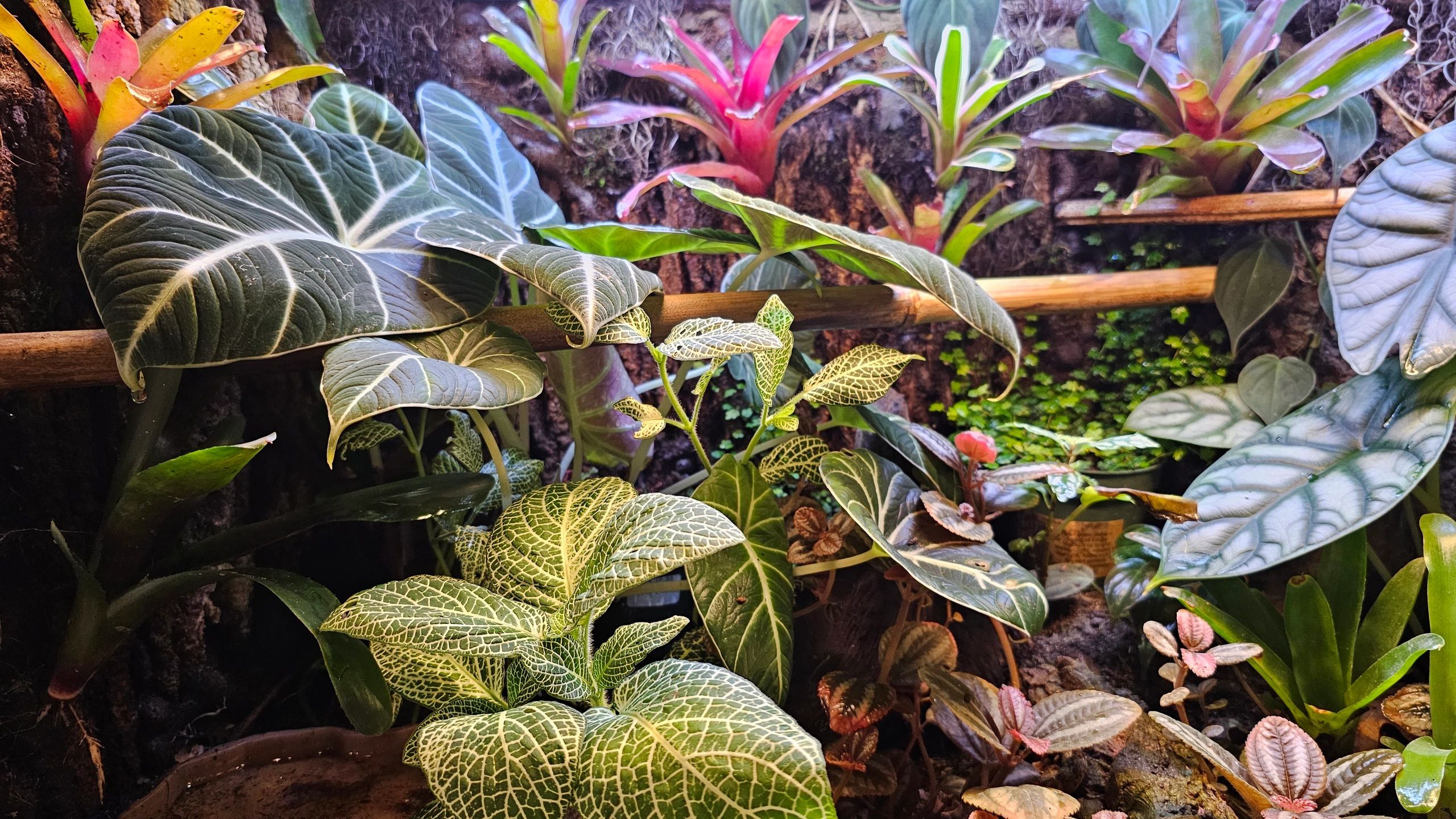 thyme-travelers-conservatory