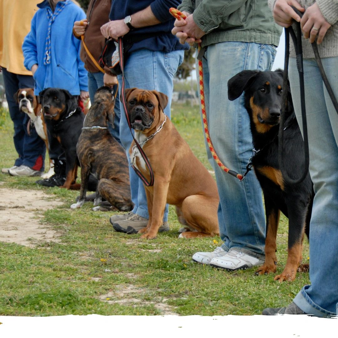 Elite Performance K9