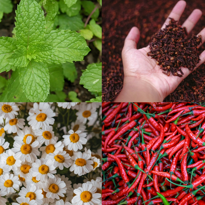 Peppermint
Clove
Chamomile
Cayenne pepper