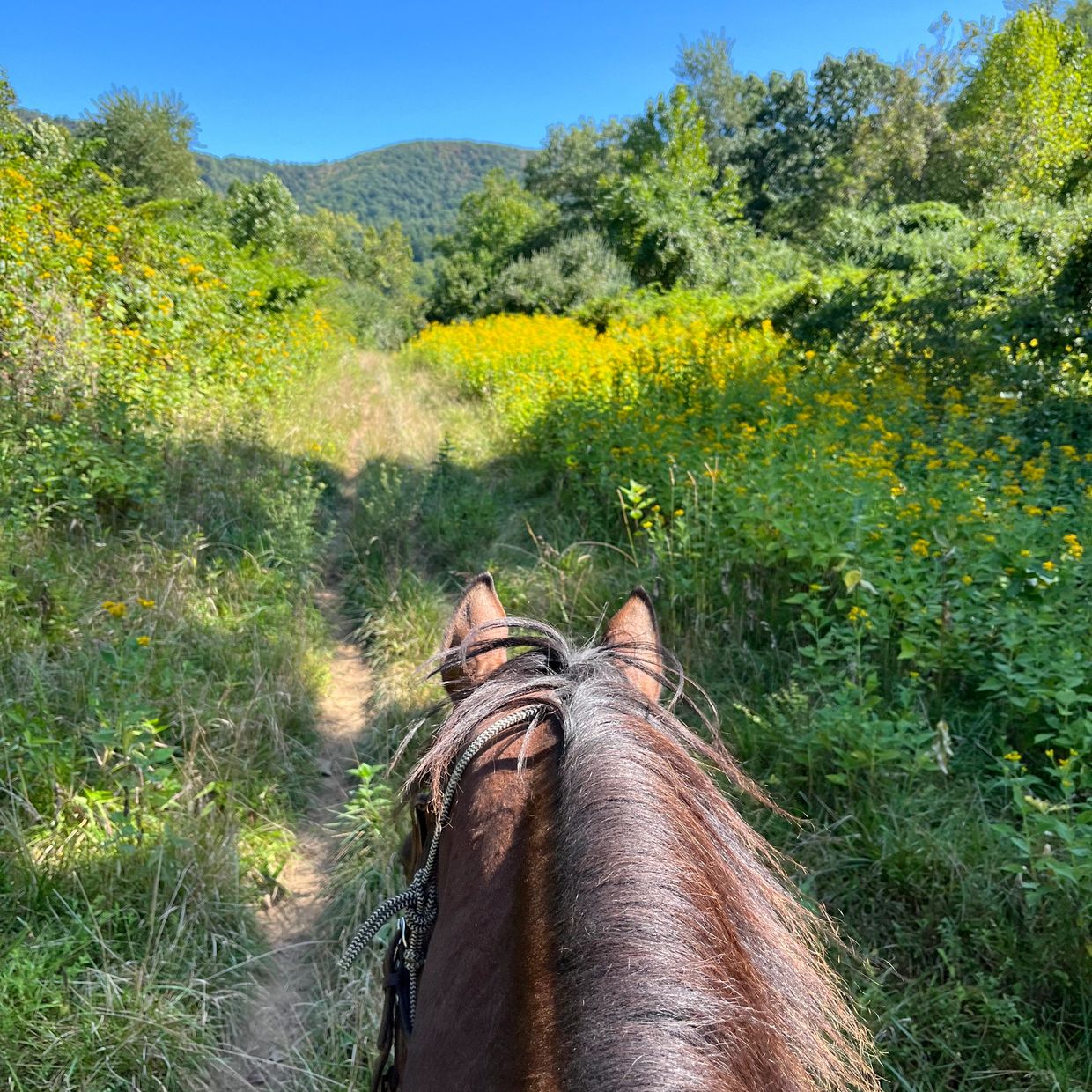 Come join us, enjoy the climb...