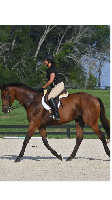 English recreational horseback riding lessons can include learning to catch, lead, groom, saddle, mo