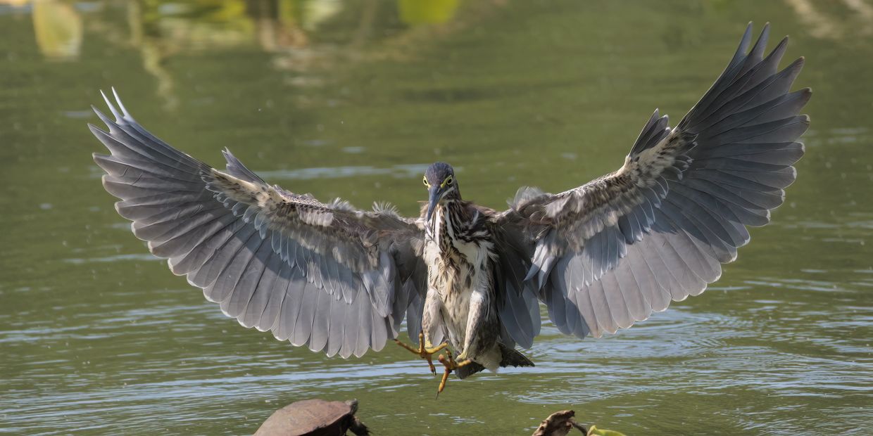 green heron in flight 