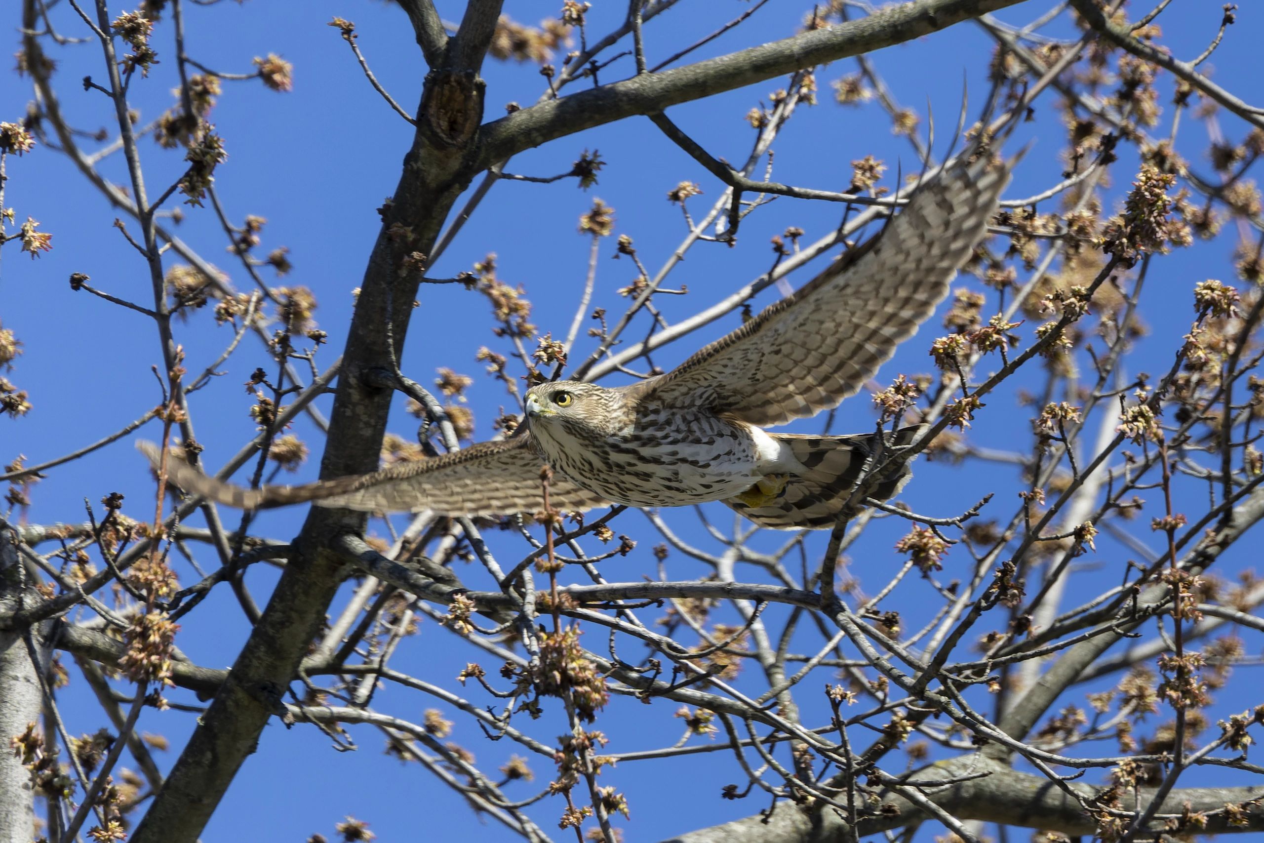 Bird Photography with Canon R6 Mark II and R7: Guide