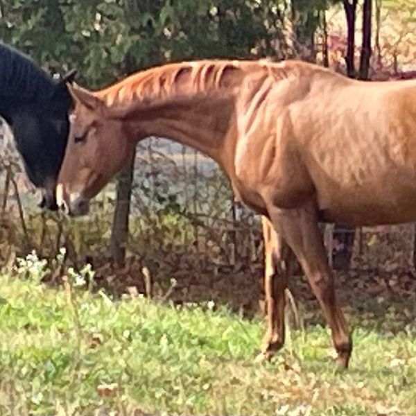 Chestnut thoroughbred horse, Metro