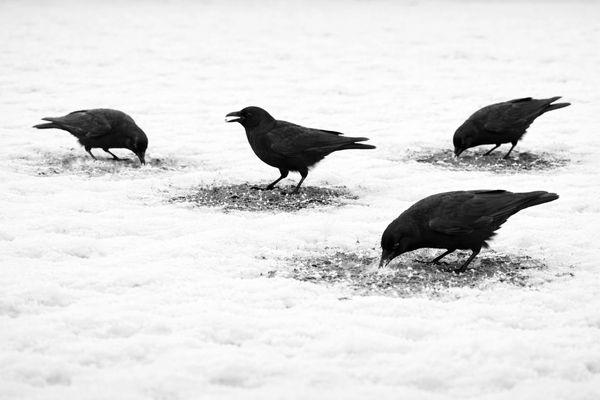Four black crows pecking at snow-covered ground in black and white.
