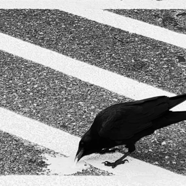 A black crow pecking at white paint on a road.