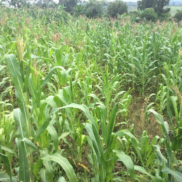 A lush green cornfield under a cloudy sky.