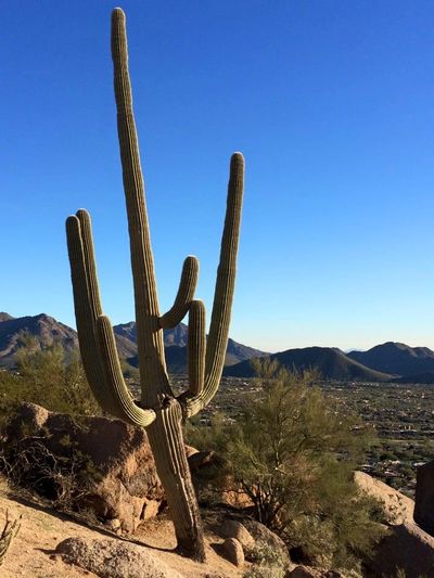 Desert landscape saguaro cactus 