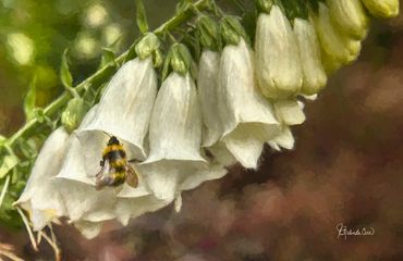 White draping flower blossoms on a green stem with a honey bee perched in the mouth of one of the bl