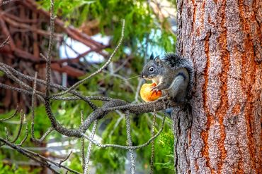 Squirrel