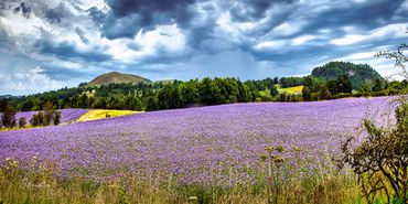 Fields of purple blooms extend as far as the eye can see in this panoramic image taken in Scotland.