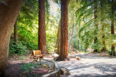 A peaceful view of the Redwood Section
located in the beautiful Santa Barbara Botanic Garden, these 