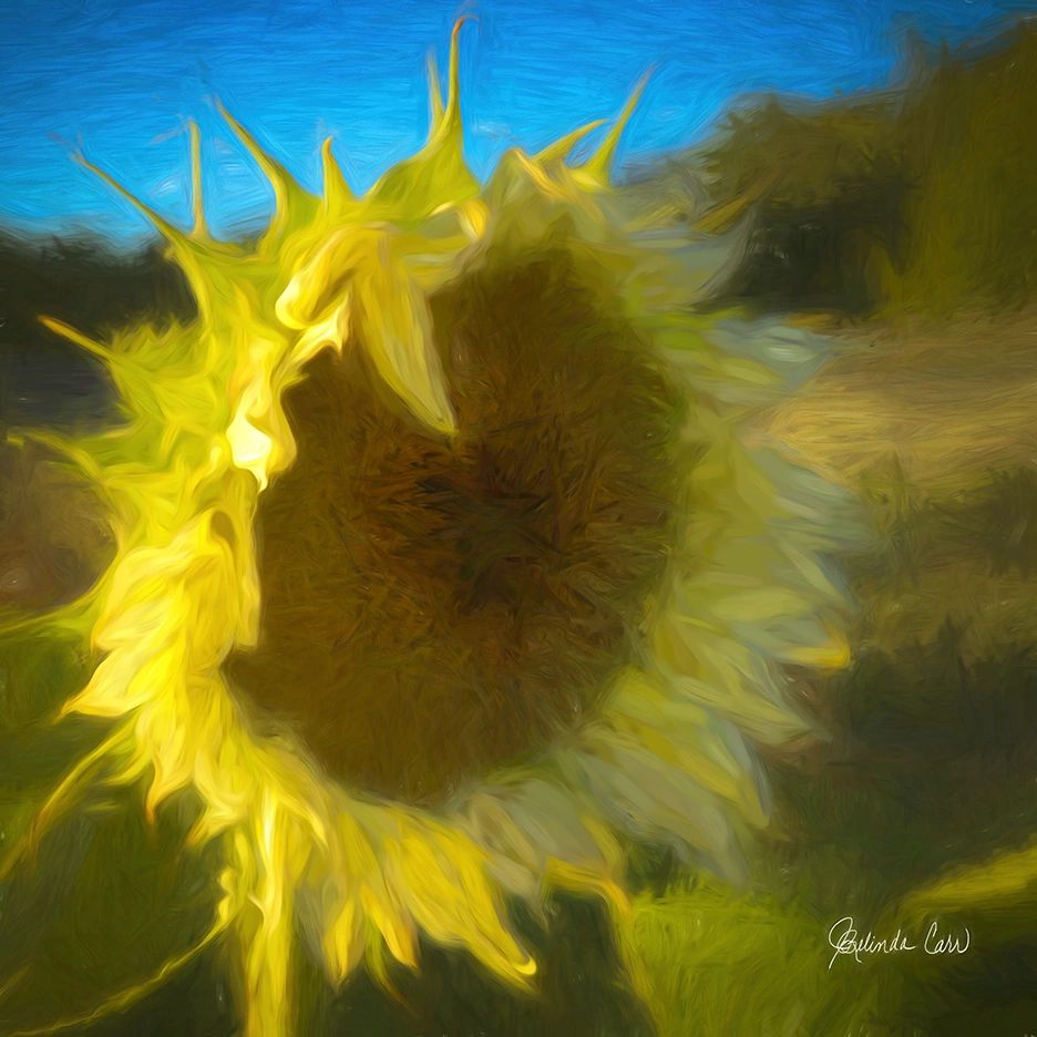 Close up of sunflower