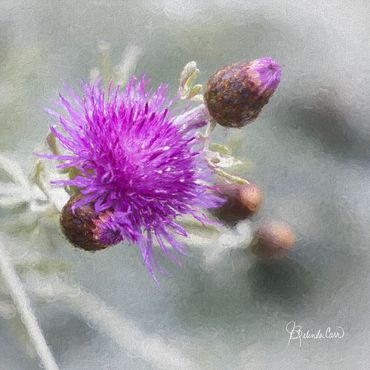 Bright purple thistle on blurred background