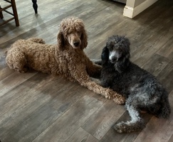 Cherokee Standard Poodles