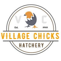 Village Chicks