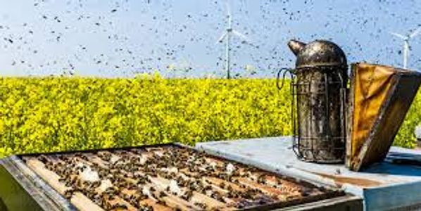 Beehive with bees and a beekeeper's smoker in a field of yellow flowers.