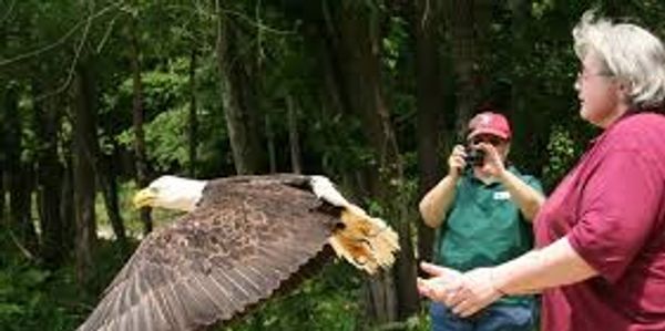 A bald eagle flies close to a woman while a man photographs it in a forest.