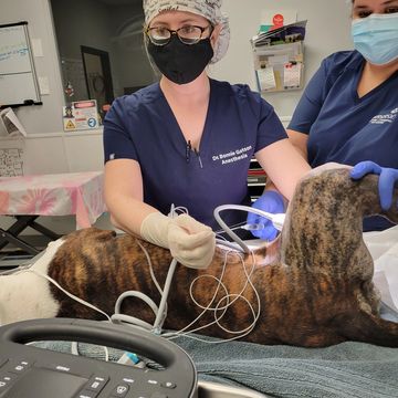 Veterinarian treating a dog under anesthesia in a clinic.